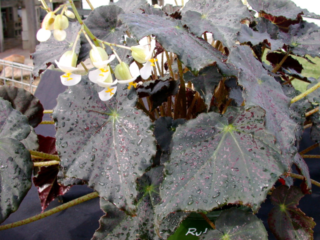 B. ‘Ruby Gem’